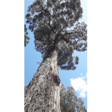 Eucalyptus macarthurii